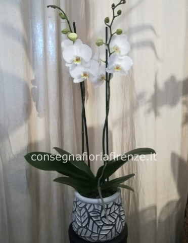 Pianta di phaleonopsis BIA a 2 steli. Confezione con carta regalo. Senza vasetto decorativo.