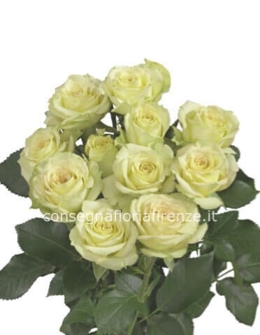 Rose bianche a steli, prima scelta, lunghezza 60/70 cm.