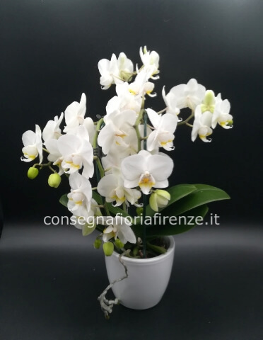 Pianta di phalenopsis
