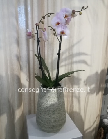 Pianta di phalenopsis 2 rami colorata + vaso decorativo alto