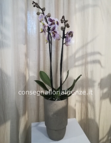 Pianta di phalenopsis 2 rami colorata + vasetto alto