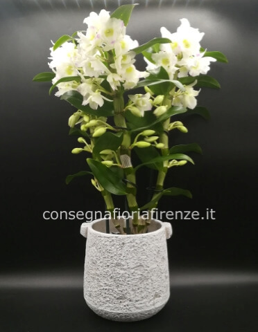Pianta di Dendrobium bianca + vasetto decorativo