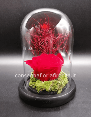 Campana di vetro con Rosa Stabilizzata