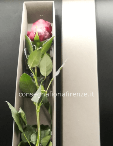 1 Rosa Rossa confezionata