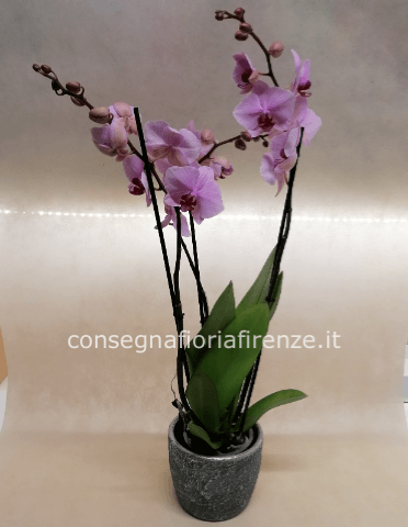 Pianta di phalenopsis 2 rami colorata + vasetto ARGENTO natalizio