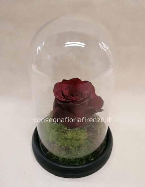 Rosa "fresca" in campana vetro alta