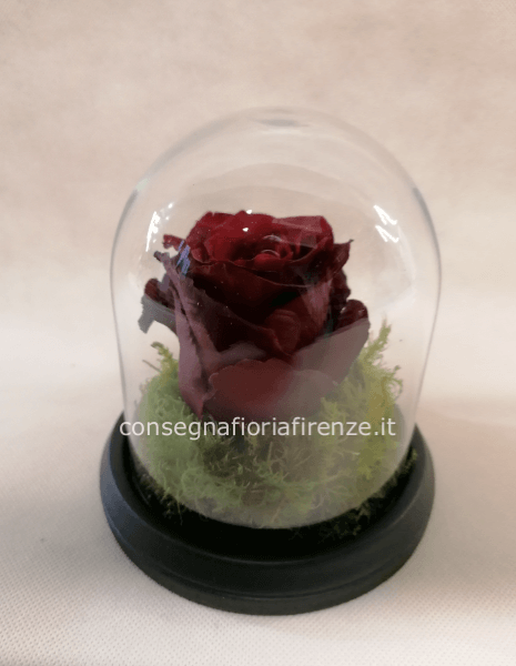 Rosa "fresca" in campana vetro bassa