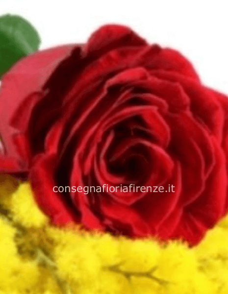 1 rosa rossa con mimosa