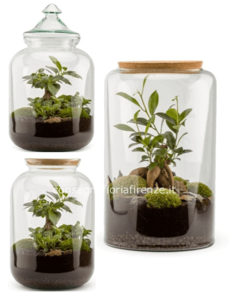 Terrarium medio con Ginseng o Bonsai (vaso classico)
