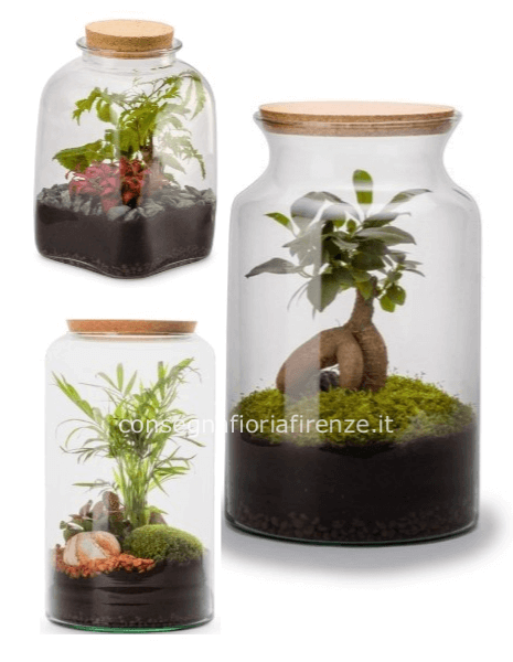 Terrarium piccolo piante mix o ginseng (forma classica)