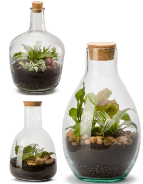Terrarium con piante miste (vaso forma bottiglia)