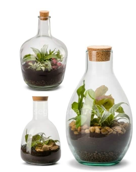 Terrarium con piante miste (vaso forma bottiglia)